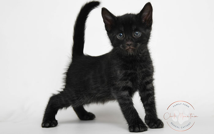 Snow Charcoal Bengal for sale near me